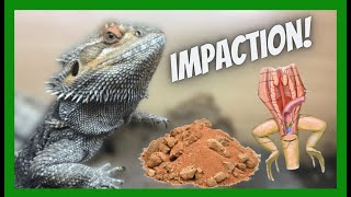 Does Loose Substrate Cause Impaction In Bearded Dragon’s And Other Fossorial Reptiles [upl. by Gottwald]