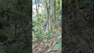 Cutting of falcata tree p 2 [upl. by Godric336]