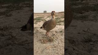 Teetar ki awaz pkteetarvoice shorts falcon [upl. by Nilyahs]