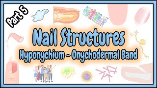 53 Hyponychium  Onychodermal Band  Nail Structures [upl. by Rj867]