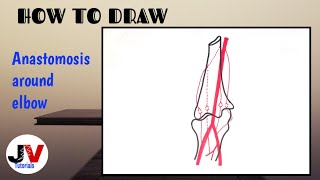 anastomosis around elbow joint diagramhow to draw anastomosis around elbow joint [upl. by Wehner]