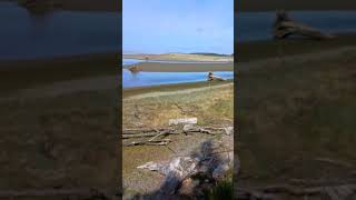 Seaside estuary seagull [upl. by Sayre]