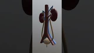 Urinary System or Renal System Introduction [upl. by Roseline977]