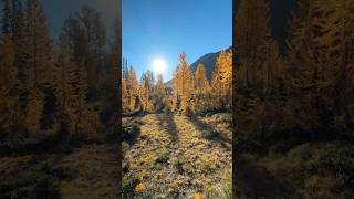 Beautiful Larch land here in the PNW It was a perfect day for it… larches washington perfect [upl. by Casey581]