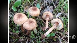 Lepiota helveola  fungi kingdom [upl. by Zared196]