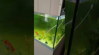 Transforming My Aquarium From Green Algae to Crystal Clear with AlgoRem Conditioner [upl. by Agneta]