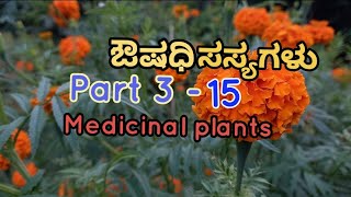 15  ಔಷಧಿ ಸಸ್ಯಗಳು  Medicinal plants in Kannada [upl. by Ennaj]