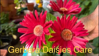 Gerbera Daisies care  How to Care Gerbera Daisies  Growing Tips of Gerbera Daisies [upl. by Pan140]