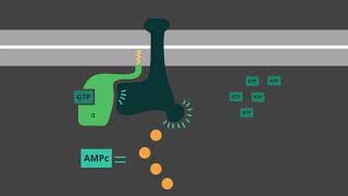 Receptores acoplados con proteína G y producción de AMPc como segundo mensajero [upl. by Rattan]