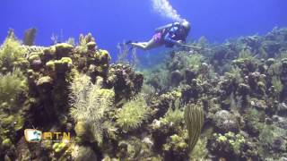 Roatan Diving  West End Wall [upl. by Nnoryt644]