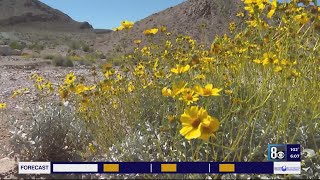 Public Lands Day celebrated in east Las Vegas valley [upl. by Akcinehs]