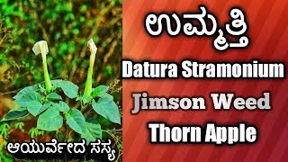 ಉಮ್ಮತ್ತಿ Datura Stramonium Jimson Weed Thorn Apple [upl. by Fortier99]