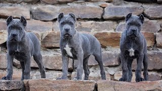 Cane Corso Puppies  How to raise Puppy [upl. by Wattenberg91]