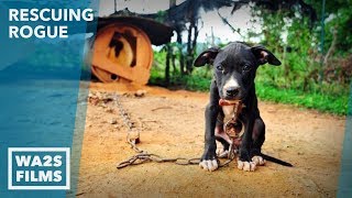 Dog Starving amp Chained to Abandoned Home Rescued by Detroit Pit Crew  Howl amp Hope For Dodo Dogs [upl. by Jolyn]