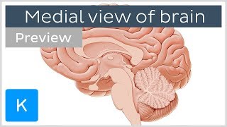 Medial view of the brain Midsagittal section preview  Anatomy  Kenhub [upl. by Zapot]