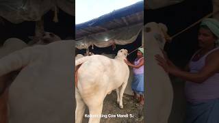 BEST COW COLLECTION FOR ROYAL DAIRY FARM 2024 golbari kolkatacow2024 cow2024 [upl. by Aneehsit]