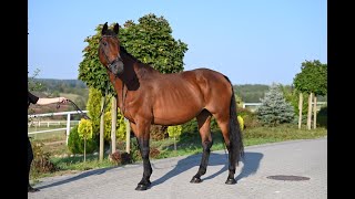 Cosida mare born 2009 by Cosido  Carthago  Lenz [upl. by Kenlee]