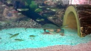 FlatShell turtles  chelodina steindachneri [upl. by Catherina174]