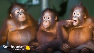 Infant Orangutans Get Ready for Their First Day of School 🎒 Smithsonian Channel [upl. by Erusaert]