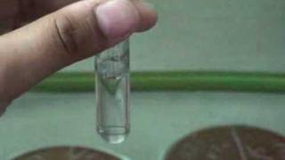 Catalase test [upl. by Lorilyn189]