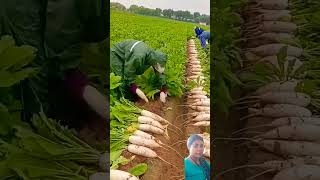 Videshi me muli ki kheti agriculture satisfying farming harvest vegetables music 1 [upl. by Moise]