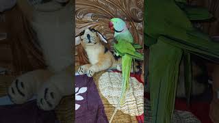 Chintu parrot mittoo parrotsinging comedy [upl. by Ecirahs]