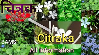 चित्रक Citrakaall informationplumbago zeylanica dravyaguna drugBAMS [upl. by Ainigriv]