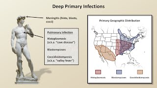 An Overview of Fungal Infections Fungal Infections  Lesson 2 [upl. by Nhor]