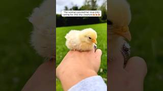 She rescued a baby chicken and gave it home shorts [upl. by Mcevoy]