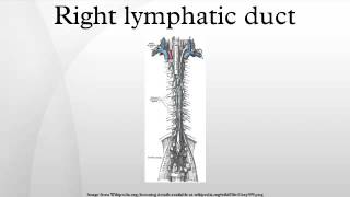 Right lymphatic duct [upl. by Orual]