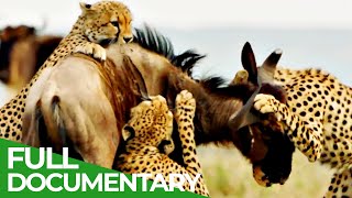 Cheetahs  Africas Fastest Hunters  Free Documentary Nature [upl. by Nnairet]