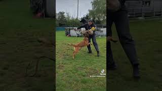 BELGIAN MALINOIS belgianmalinois mali malinois bitework workingdog dogtraining psa puppy [upl. by Dov]