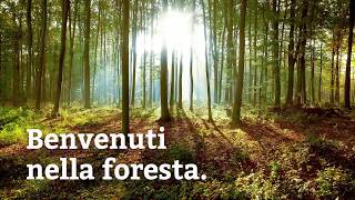 Le nostre foreste Diversità che sorprende  diversitàforestalech [upl. by Neelyhtak798]