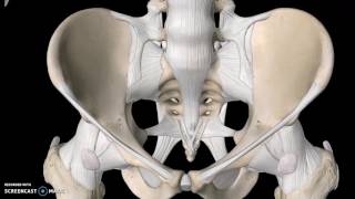 Pelvis Anatomy Tutorial Ligaments [upl. by Yoccm662]