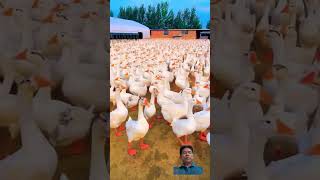 flock of ducks [upl. by Stavros778]