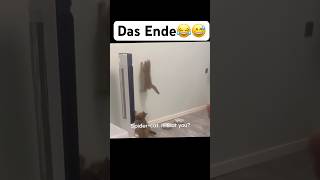 Das Ende😂😅 music artist hiphop dance lustigekatze chat humour memes sing funny [upl. by Wheaton]