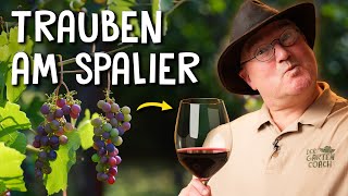 Trauben im eigenen Garten pflanzen 🍇  Anbau Schnitt amp Krankheiten von Tafeltrauben [upl. by Ariaz]