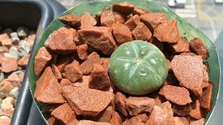 Time Lapse of Lophophora Williamsii drying out after Top Watering [upl. by Eimarej]