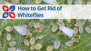 STOP Whiteflies from Destroying Your Plants [upl. by Awe]