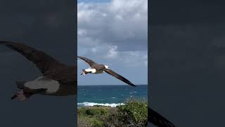 Laysan Albatrosses Soaring Swooping Gliding birds albatrosses [upl. by Ataga317]