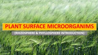 PLANT SURFACE MICROORGANISMS  RHIZOSPHERE amp PHYLLOSPHERE INTRODUCTION  ENVIRONMENTAL MICROBIOLOGY [upl. by Valerle]