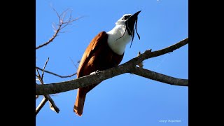 Threewattled bellbird calls during light rain  Monteverde Costa Rica [upl. by Odysseus]