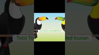 Keelbilled Toucan VS Toco Toucan 🧐 birds subscribe for more videos 🎉 [upl. by Rie]