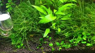 Cryptocoryne wendtii quotGreenquot [upl. by Ardnoed]