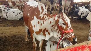 Rs 135000 Beautiful Cow  Cow Mandi  Maweshi Mandi Karachi 2016  Full HD [upl. by Herrera]