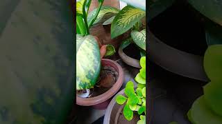 Dieffenbachia plant seeds 😀 viral short 🙏 [upl. by Savannah]