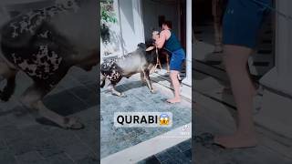 Qurbani 😱😱 guzri huee qurbanistatus qurbanicollection eiduladha2023 eid india pakistan [upl. by Aloap]