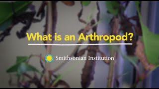 What is an Arthropod [upl. by Aicul]