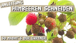 Himbeeren Schneiden  Anleitung vom Gärtner [upl. by Huber]