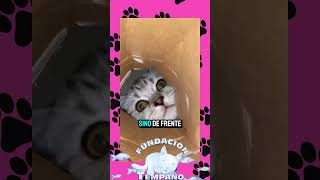 LOS GATOS Y LAS CAJAS 📦 gatos gatitostiernos cat [upl. by Hephzipah]